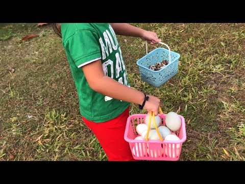 Balita lucu Bermain Mencari Telur Burung Puyuh Bebek dan Ayam - Belajar Berhitung Bahasa Inggris