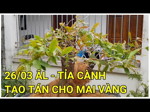 🔴 QBS22199 - TỈA CÀNH TẠO TÁN CHO CÂY MAI VÀNG 26/03 ÂL || CÁCH TỈA CÀNH TẠO TÁN CHO CÂY MAI VÀNG