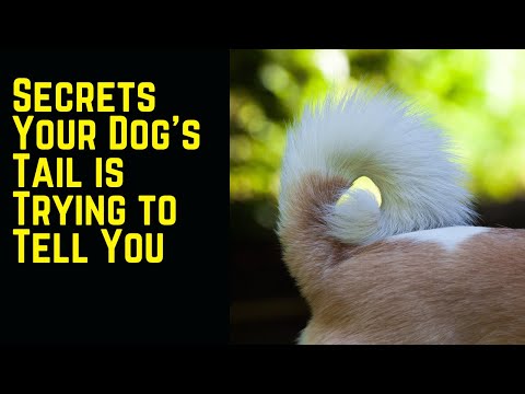 Secrets Your Dog’s Tail is Trying to Tell You