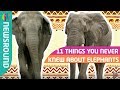 11 things you never knew about elephants!