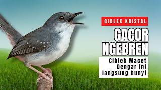 Download lagu Ciblek Kristal Gacor Ngebren Nembak Panjang-panjang | Pancingan Ampuh Ciblek Malas Bunyi dan Macet mp3 Download lagu Ciblek Kristal Gacor Ngebren Nembak Panjang-panjang | Pancingan Ampuh Ciblek Malas Bunyi dan Macet mp3