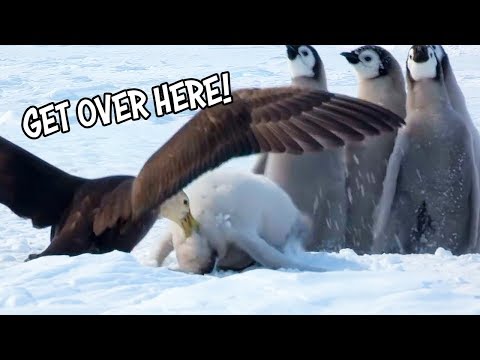 Ozzy Man Reviews: Baby Penguins vs Bird Video