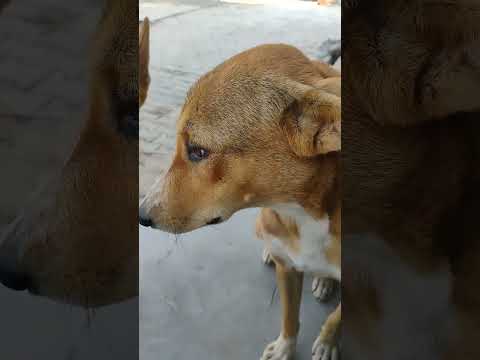 I love my dog #doglife #puppy #love #dog #shorts #shots #pets #doglove #animals