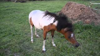 preview picture of video '2013/08/06. Luka the pony is scratching its back'