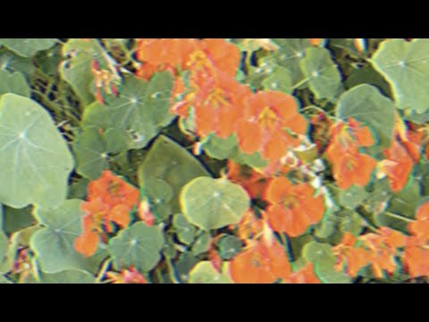 Vēstnieks - NAV PAR VēLU (Official Lyric Video)