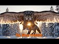Mengapa Burung Hantu Elang Eurasia Terbang Dalam Diam Dan Mengapa Hal Itu Membuat Semua Mangsanya