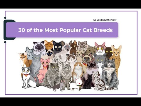 30 of the most popular cat breeds. 😻🐱 You probably don't know all the types!