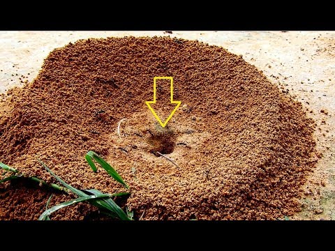 Underground Shelter_Creature Underground Shelter