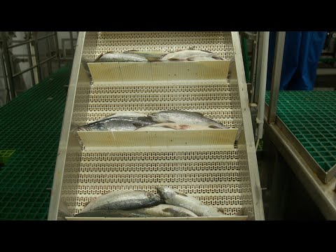 ПРИГОВОР ЗА ЛОСОСЯ | Новости Камчатки | Масс Медиа