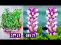How to GROW LUPINS from SEEDS With All CARE Tips [113 Days UPDATES]