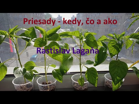 Priesady - kedy, čo a ako