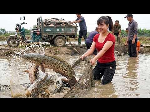 Harvesting 5,000 Snakehead Fish From Muddy Pond | Free Bushcraft Fish Cooking