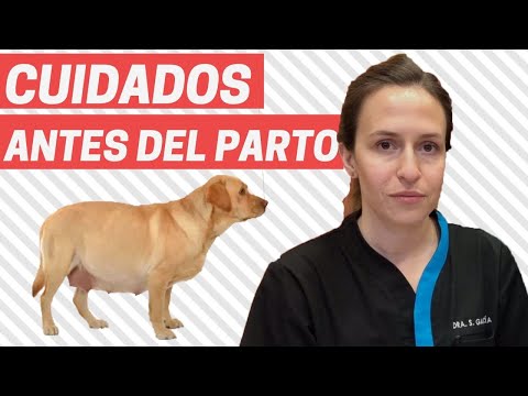 CONSEJOS ANTES DEL PARTO - Cuidados de una perra gestante 🍼🐶