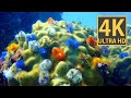 PBS Nature Documentary Forest In The Sea 1984