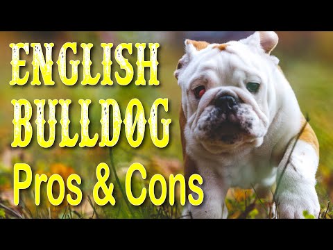 The Pros and Cons of Owning an English Bulldog 💥All You Need to Know💜