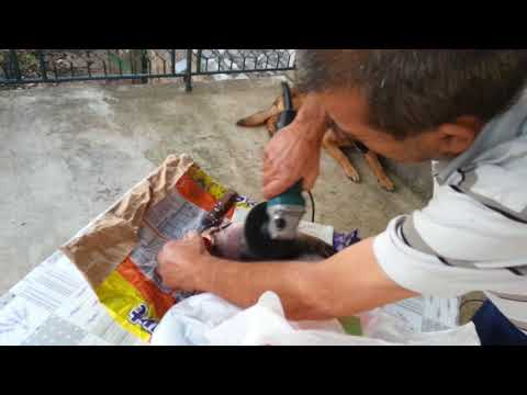 odakle se čisti riba