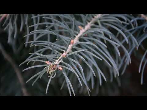 White fir/Jodła kalifornijska(jednobarwna)-lemon needles/cytrynowe igły[ENG SUB]