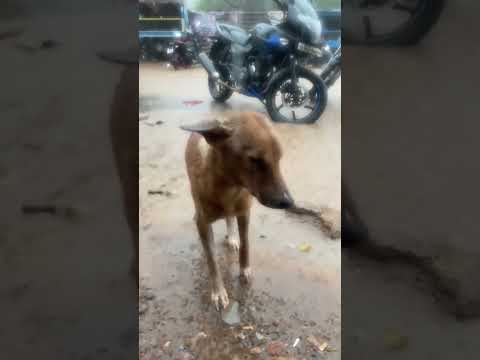📍street dogs #animallover #dog #rain #iphone14promax #waterproof #doglover #floods #youtubeshorts
