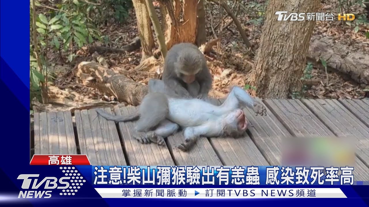 柴山獼猴驗出「恙蟲」! 接觸恐染病致死率達6成