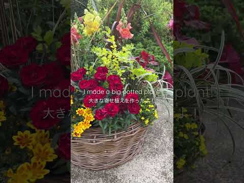 園芸 巨大なスイレン、アマゾンのビクトリア