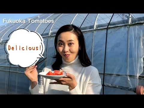 Tomates de Fukuoka / Tomates de la prefectura de Fukuoka (90 segundos)