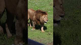 Lion in Ngorongoro Crater Tanzania #ngorongoro #ngorongorocrater #tanzania #safari