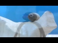 Pingu Pingu Makes A Mistake