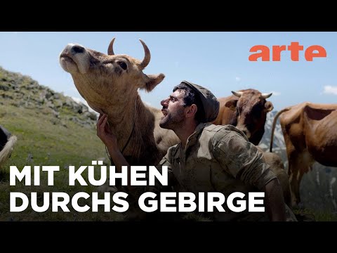 Türkei: Die Kühe von Tahpur | 360° Reportage | ARTE Family