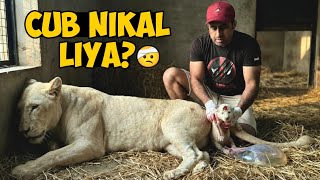 Download lagu History Ban Gai! Bella Ka Stuck Cub Maine Apne Haathon Se Nikala 😱🦁 mp3