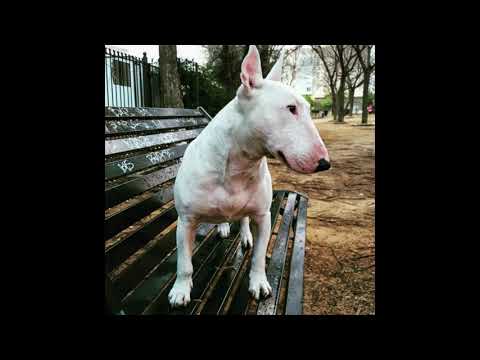 Embustes Y Lamparones