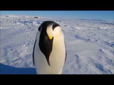 Penguin Sounds HD