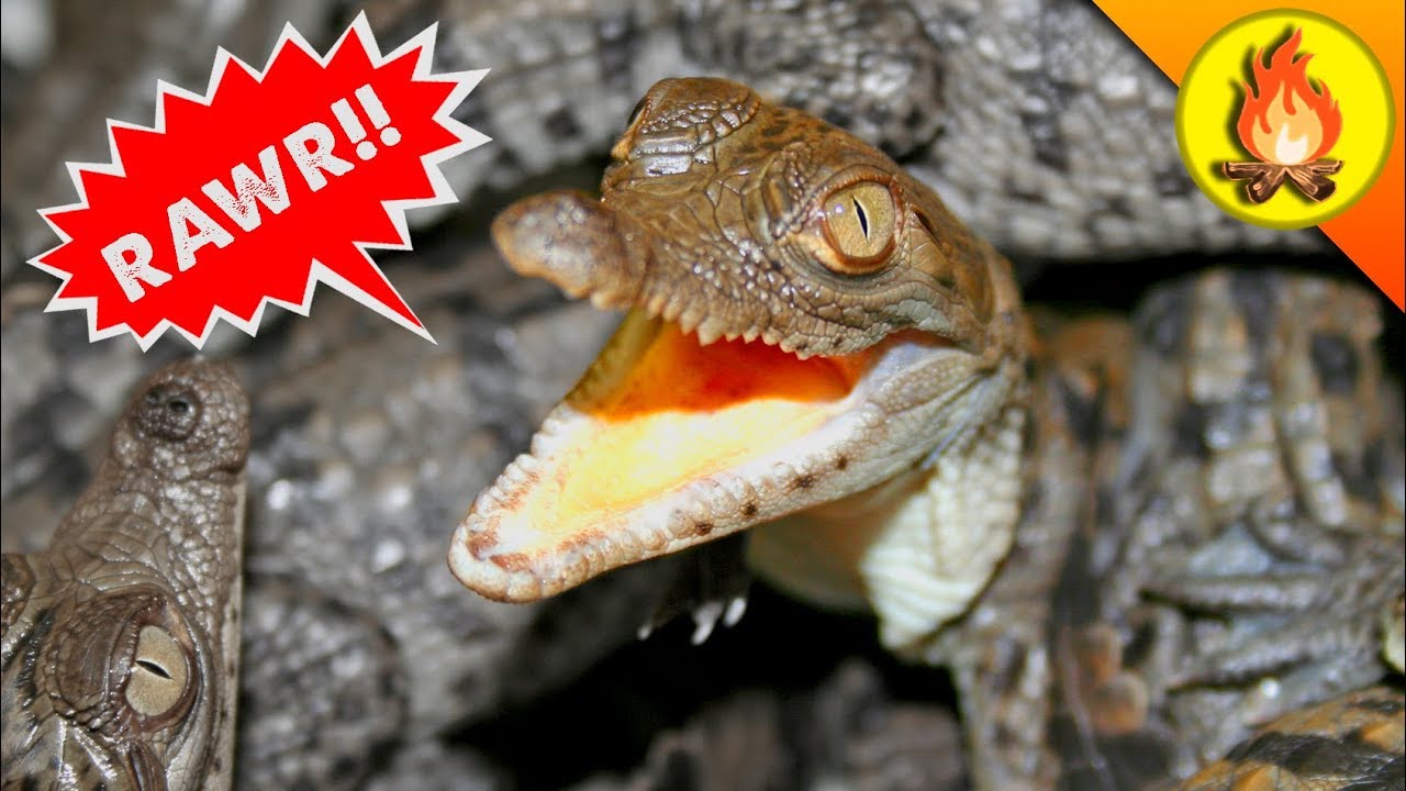 Catching Baby Crocodiles!