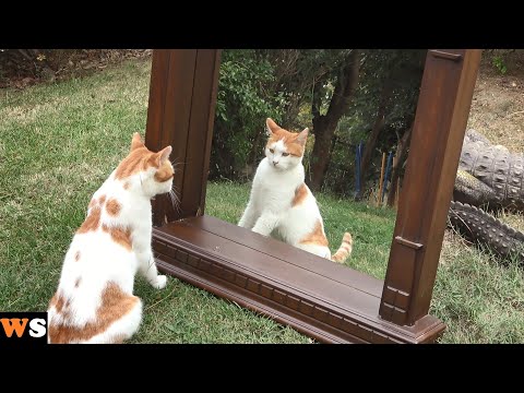 Outdoor Cats Seeing Themselves in a Mirror for the First Time !!