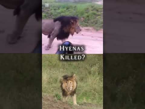 Makhulu vs Scarface(With proofs) #shorts #lion #scarface #mapogo