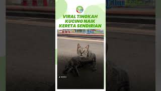 Terekam Viral Tingkah Kucing Ini Naik Kereta Sendiri, Banyak Netizen yang Overthinking
