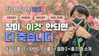 입고 완료! | 장미, 정말 '이것' 안 되면 모조리 다 병들고 죽습니다 ???????? 넝쿨장미 관리법! …
