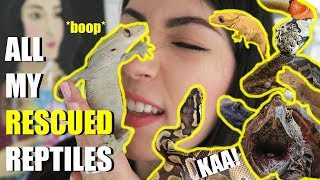 All My Rescued Reptiles In One Video | Meet My Rescues by Emzotic