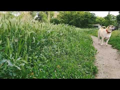 Mariupol, Bogdana Chmelnickogo, football field.