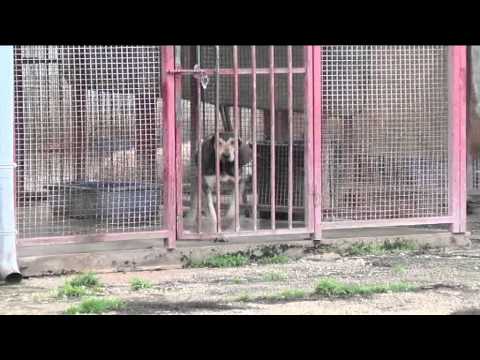 ONDA TG 30.12.2014 - ORDINANZA ANTI BOTTI DI CAPODANNO