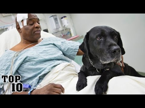 Top 10 Animals That Have Saved Lives