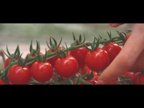 , title : 'FARMA BABINDOL - tak má chutiť paradajka'