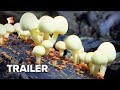 Fantastic Fungi Trailer #1 (2019) | Movieclips Indie Fantastic Fungi Trailer #1 (2019) | Movieclips Indie