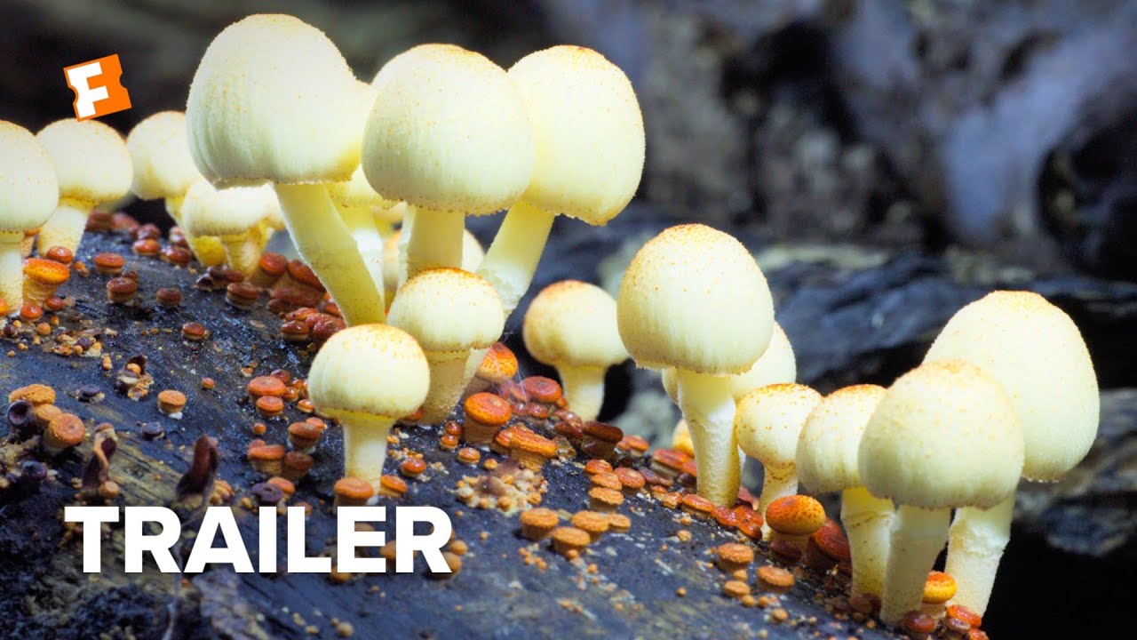 Fantastic Fungi Trailer #1 (2019) | Movieclips Indie - YouTube