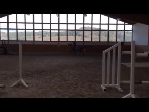 Wallach Cassini 1x Colman