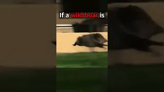 Download lagu Surviving a Wild Boar Attack: Essential Tips mp3 Download lagu Surviving a Wild Boar Attack: Essential Tips mp3