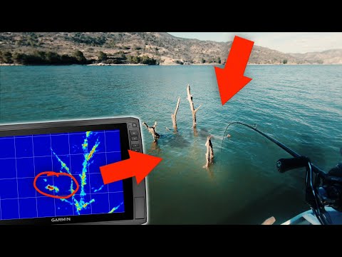 Jurassic-ZANDER: BA auf dem HOLZWEG ?!?