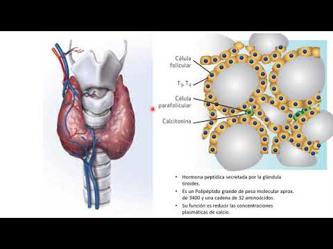 Metabolismo del calcio y fósforo 2021