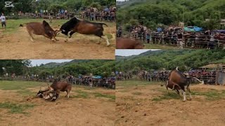 Tso nyuj sib nraus zoo saib tiag2 nyob ບ້ານໂພນໂຮມ hauv ຫຼວງພະບາງ