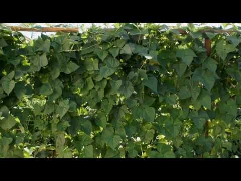 Haricots verts ! Un mur Géant vertical bio de 2m50 dans un jardin ! Nature et légumes ! Video