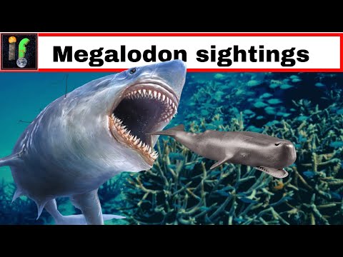 Monster Sharks and the Meg